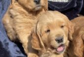 Golden Retriever Puppies