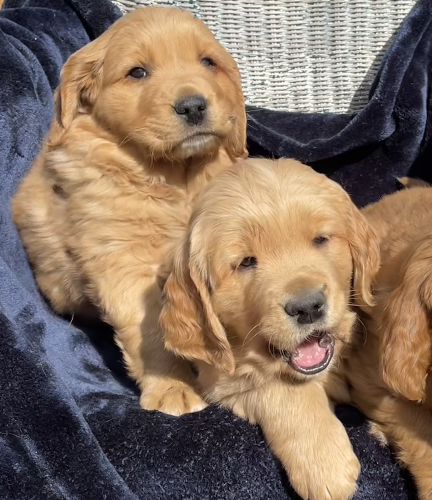 Golden Retriever Puppies
