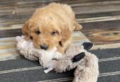 Golden Retriever Puppies