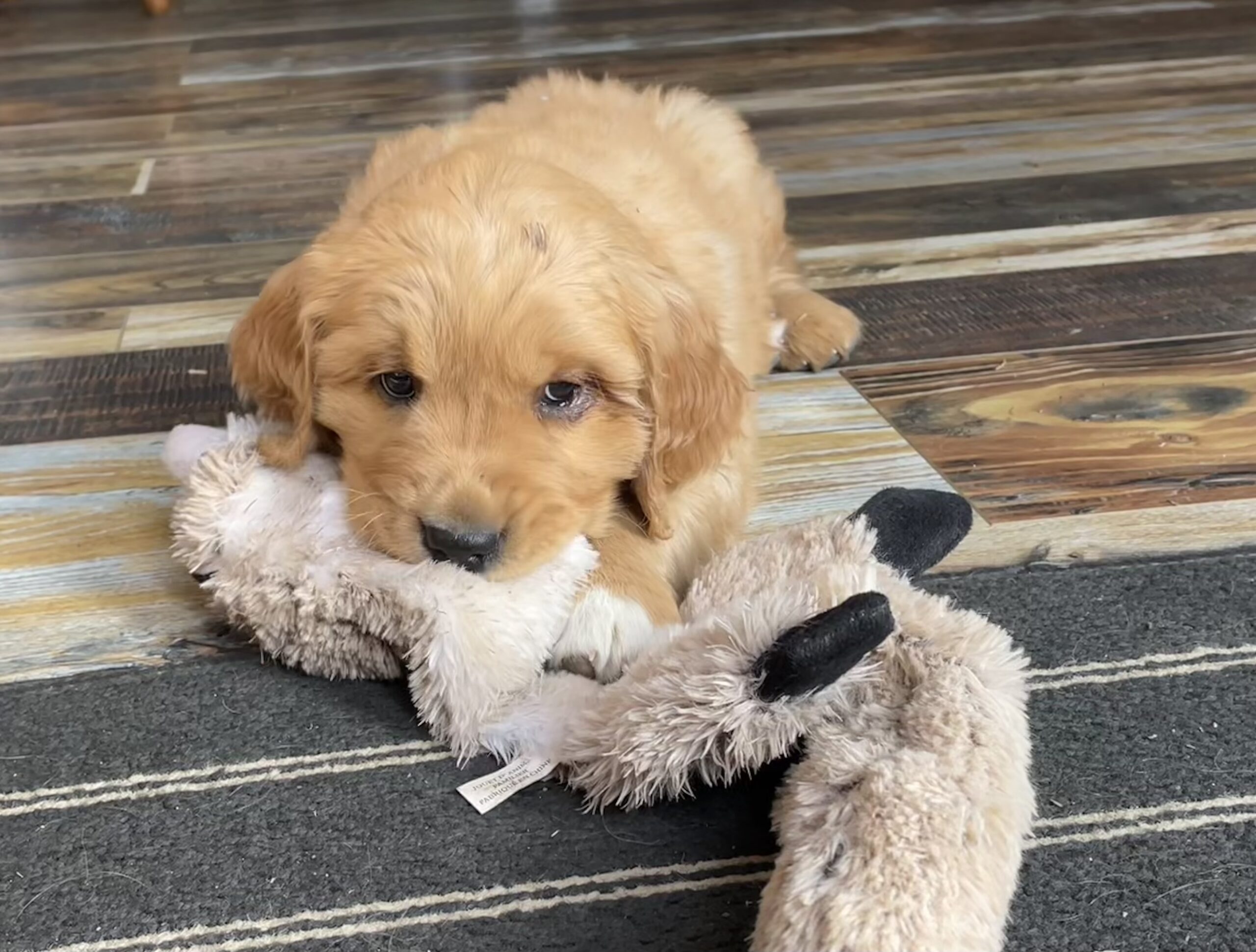 Golden Retriever Puppies