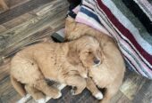 Golden Retriever Puppies