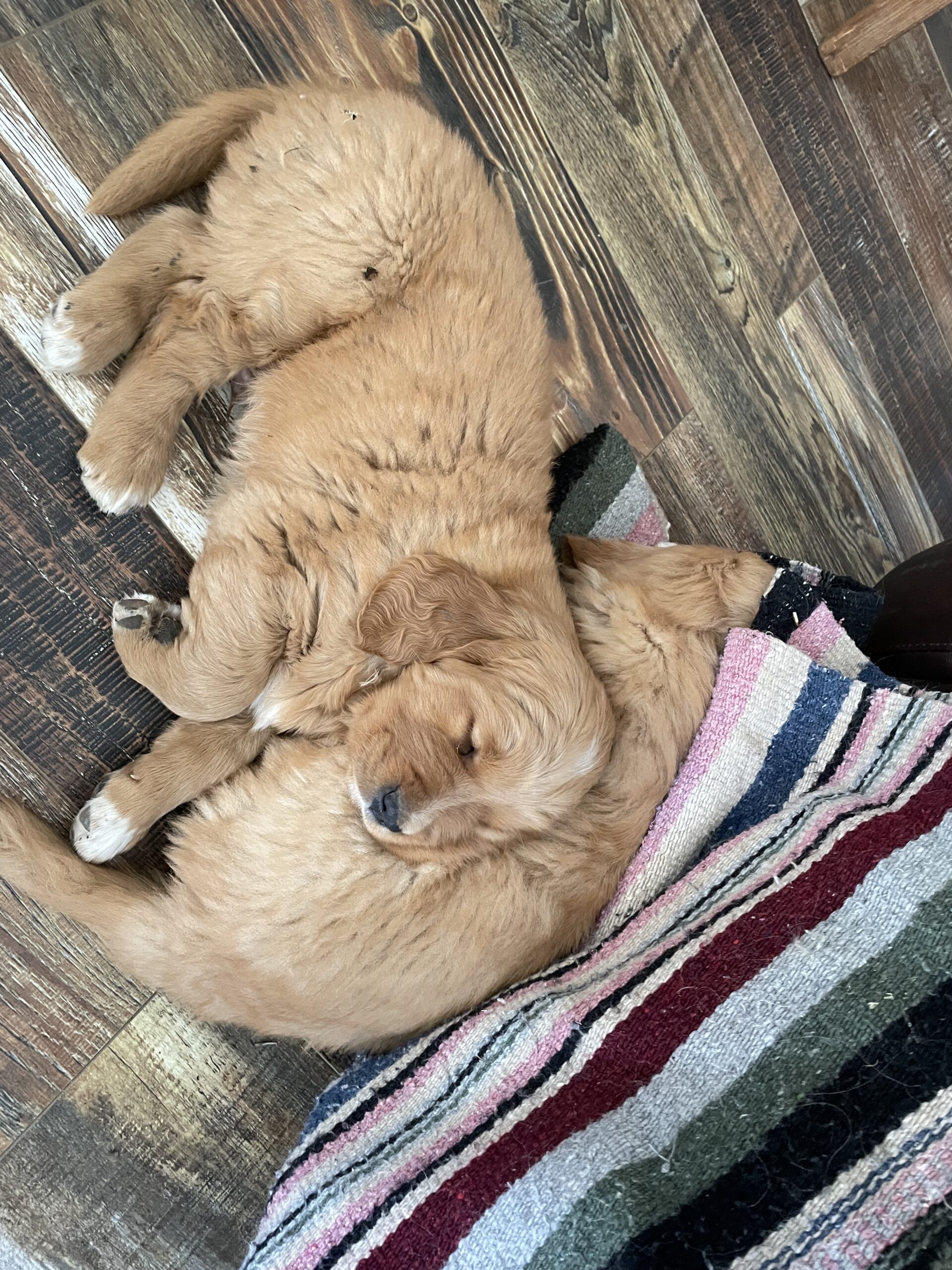 Golden Retriever Puppies