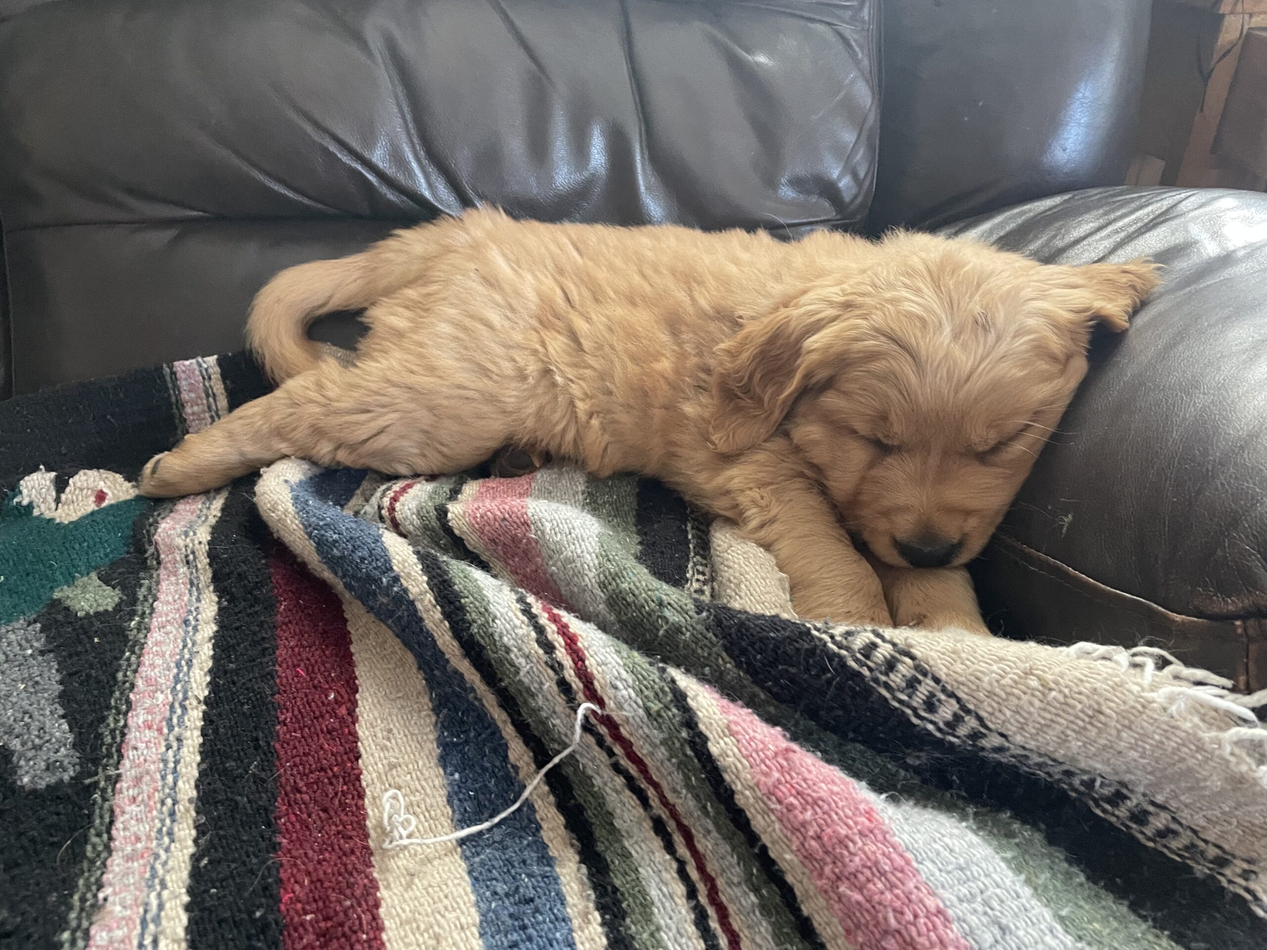 Golden Retriever Puppies